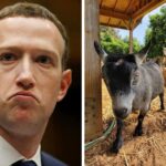 Why Mark Zuckerberg Named Goat 'Bitcoin'